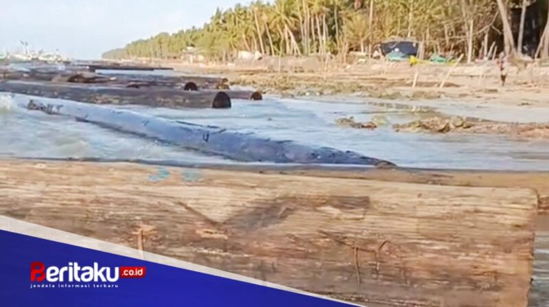 Nelayan Dungkek Waspada! Kayu Gelondongan Ukuran Besar Berhamburan di Sepanjang Pantai