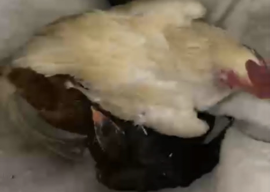 Respon Cepat Aduan Warga, Polsek Manding Proses Hukum Dua Terduga Pelaku Pencurian Ayam