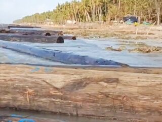 Gegerkan Warga Pesisir, Ratusan Kayu Ulin Gelondongan Terdampar di Pantai Dungkek Sumenep